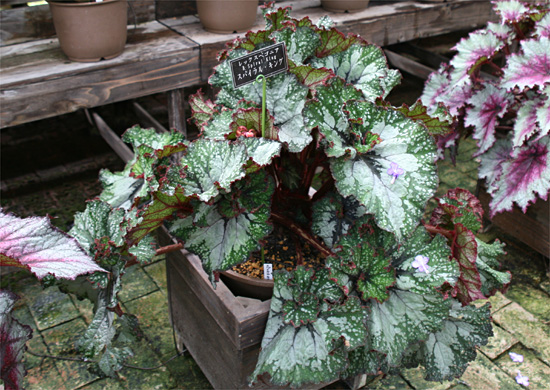 B. ‘Spiral King’
